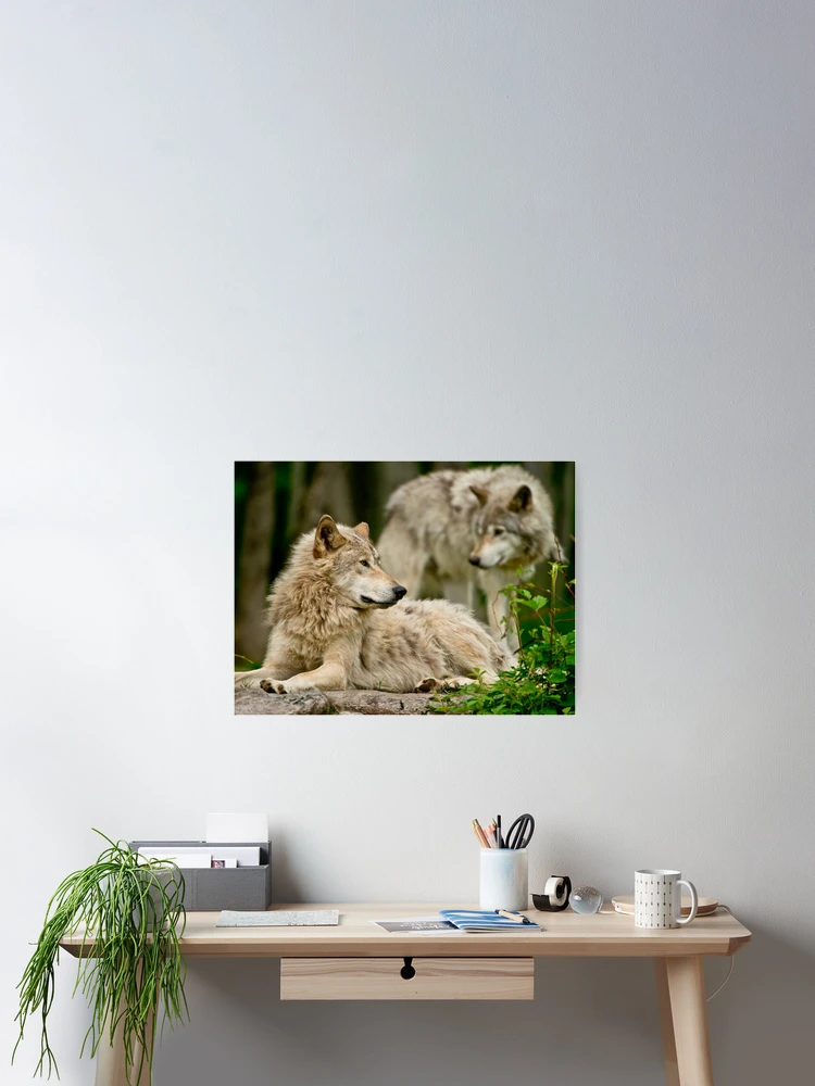 Thumbnail 2 of 3, Poster, Timber Wolves designed and sold by WolvesOnly.