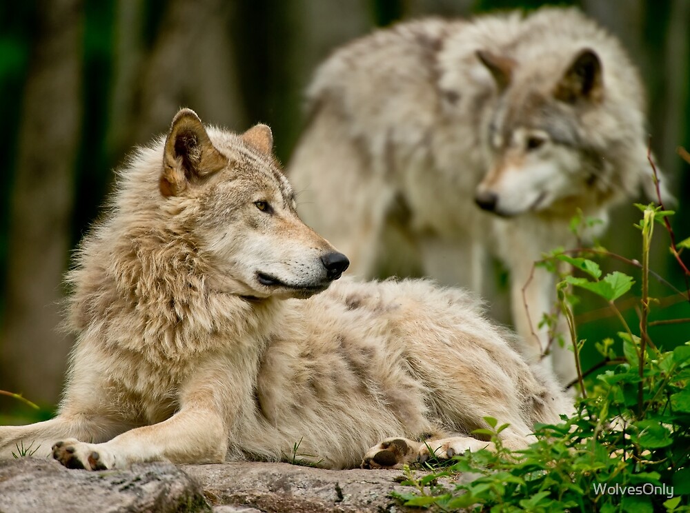 "Timber Wolves" by WolvesOnly | Redbubble