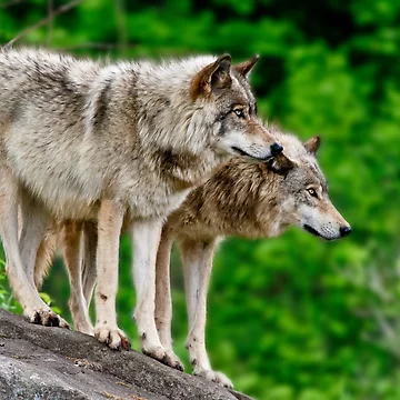 Artwork thumbnail, Timber Wolves by WolvesOnly