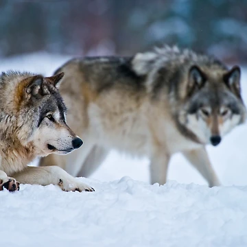 Imagen de la obra Timber Wolves de WolvesOnly
