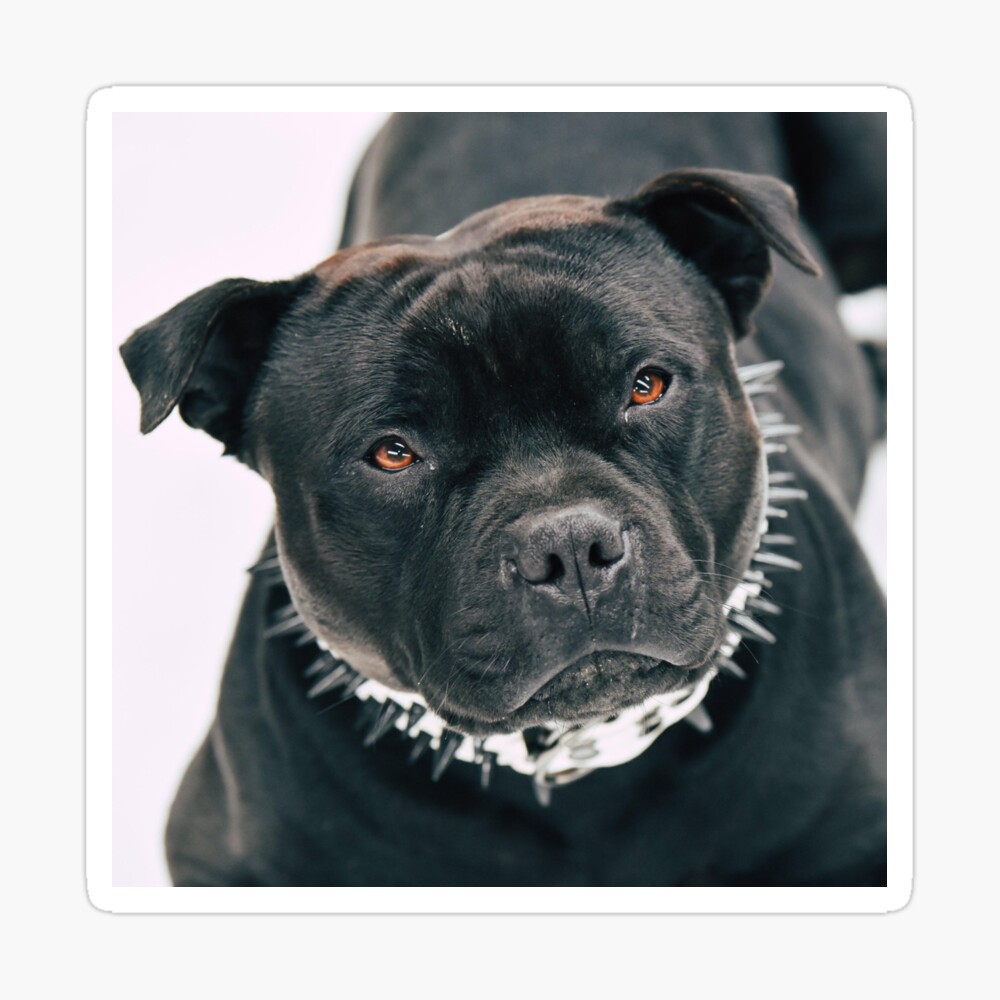 Staffy Black ubicaciondepersonas.cdmx.gob.mx