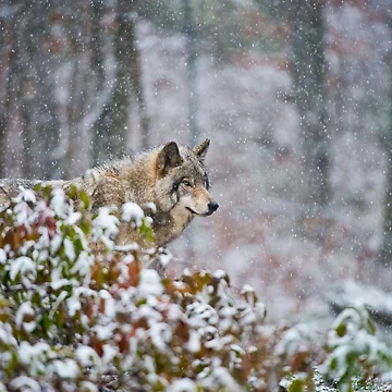 Artwork thumbnail, Timber Wolf by WolvesOnly