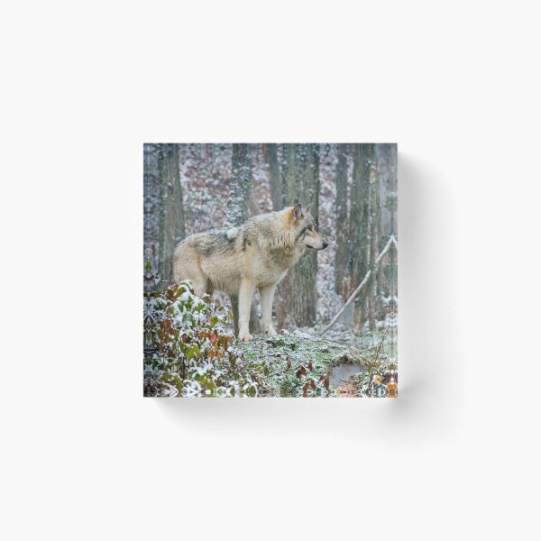 Artikelvorschau, Timber Wolf entworfen und verkauft von WolvesOnly.