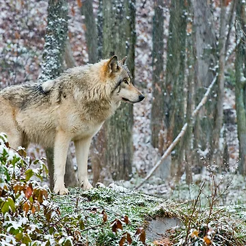 Vorschaubild zum Design Timber Wolf von WolvesOnly