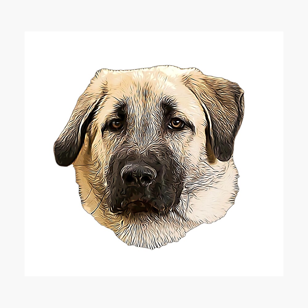 Poster Chien De Berger Kangal Par Elegantcat Redbubble