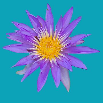 Artwork thumbnail, Water Lily Wonder On Teal by RosieRiggs
