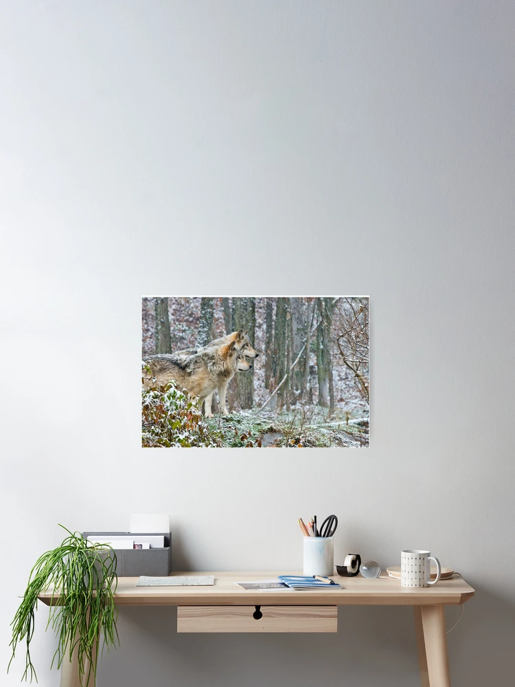 Thumbnail 2 of 3, Poster, Timber Wolves designed and sold by WolvesOnly.