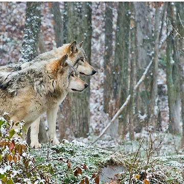 Artwork thumbnail, Timber Wolves by WolvesOnly