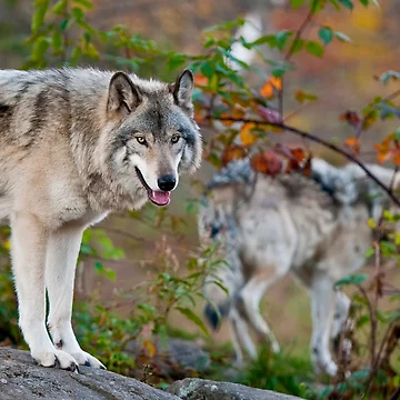 Artwork thumbnail, Timber Wolves by WolvesOnly