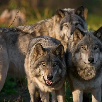 Artwork thumbnail, Timber Wolves by WolvesOnly