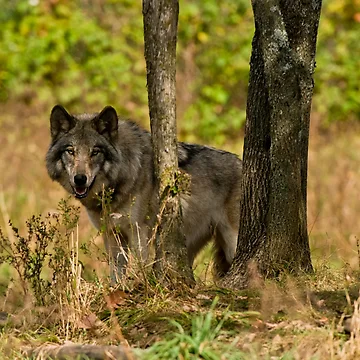 Vorschaubild zum Design Timber Wolf von WolvesOnly