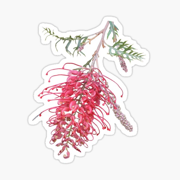 Item preview, Red Grevillia designed and sold by STHogan.