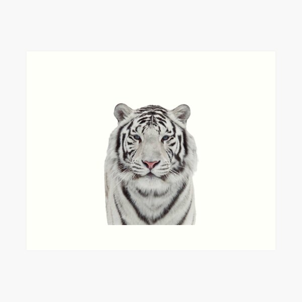 Item preview, White tiger designed and sold by dsgn-by-frost.