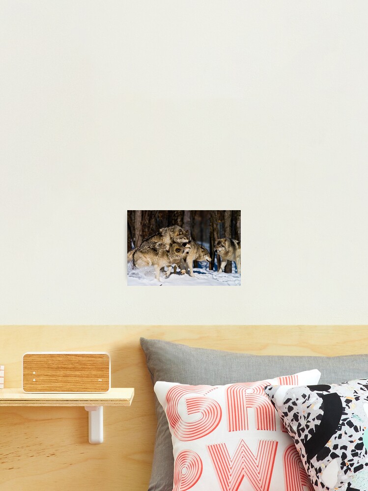 Thumbnail 2 of 3, Photographic Print, Timber Wolves designed and sold by WolvesOnly.