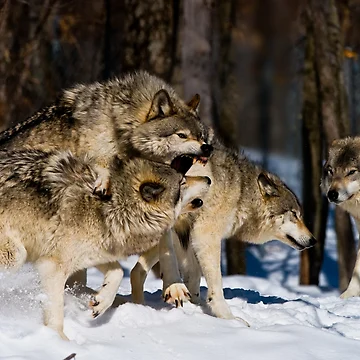 Artwork thumbnail, Timber Wolves by WolvesOnly