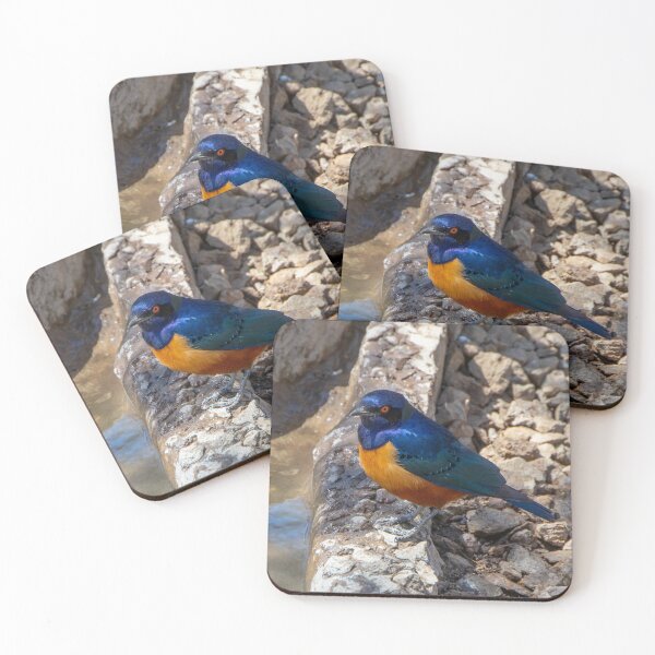 Item preview, Stunning Blue and Orange Starling Bird of Africa designed and sold by SafariByMarisa.