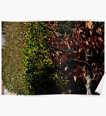 Trees Poster
