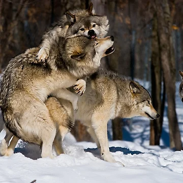 Artwork thumbnail, Timber Wolves by WolvesOnly