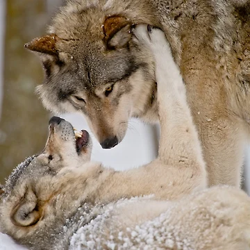 Artwork thumbnail, Timber Wolves by WolvesOnly