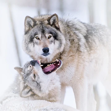 Artwork thumbnail, Timber Wolves by WolvesOnly