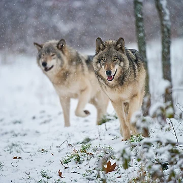Artwork thumbnail, Timber Wolves by WolvesOnly
