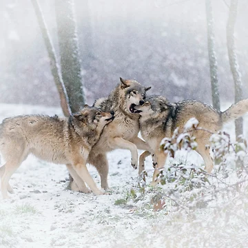 Artwork thumbnail, Timber Wolves by WolvesOnly