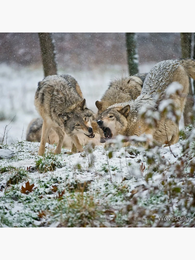 Thumbnail 4 of 4, Clock, Timber Wolves designed and sold by WolvesOnly.