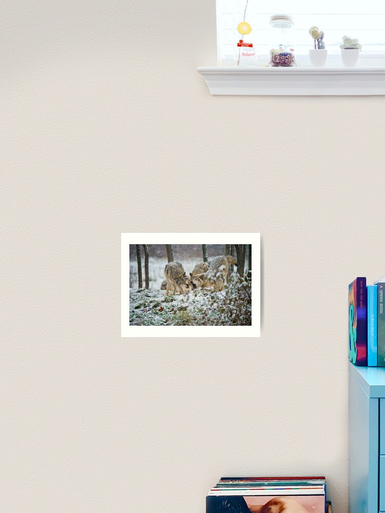 Thumbnail 2 of 3, Art Print, Timber Wolves designed and sold by WolvesOnly.