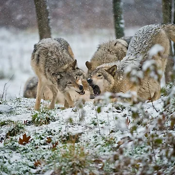 Artwork thumbnail, Timber Wolves by WolvesOnly