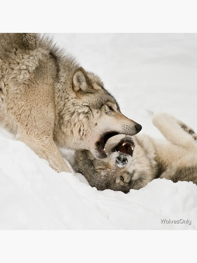 Thumbnail 5 of 5, Coasters (Set of 4), Timber Wolves designed and sold by WolvesOnly.