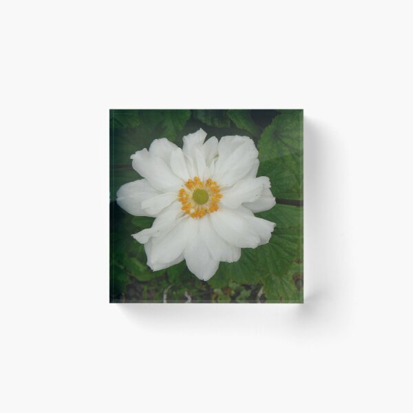 Item preview, Botanic_Image_028 designed and sold by DRS-Edinburgh.