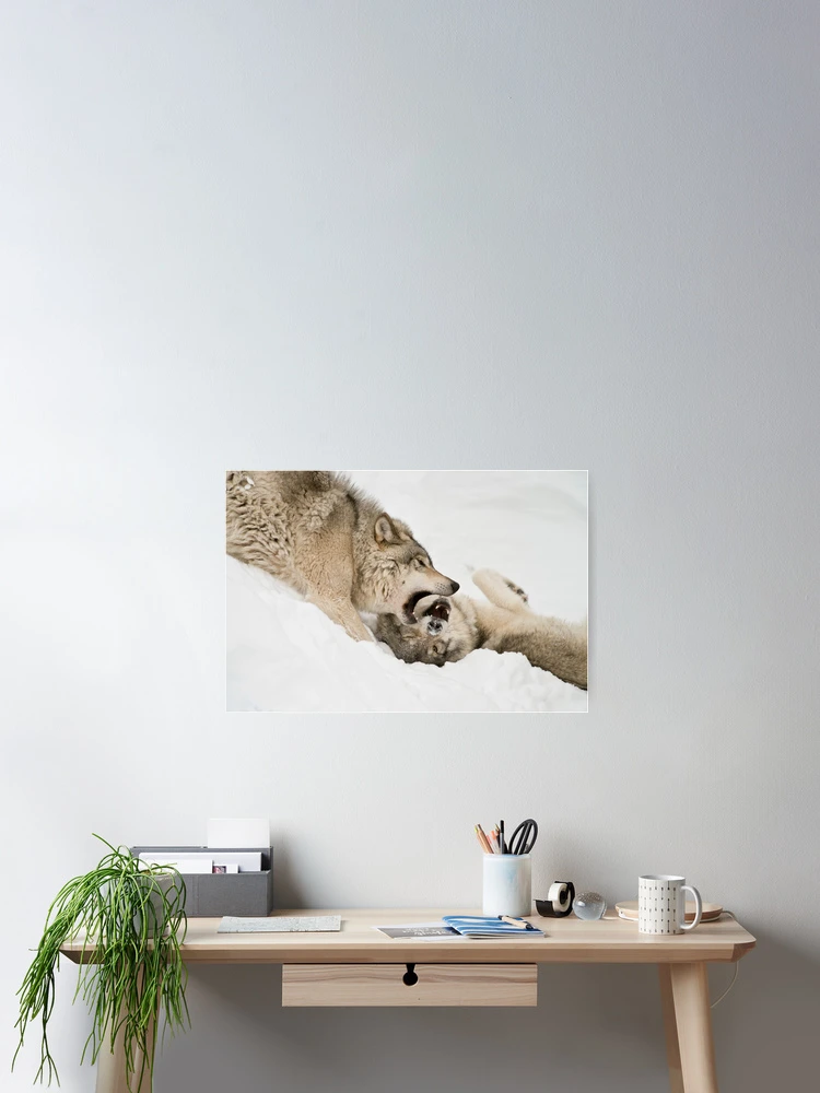 Thumbnail 2 of 3, Poster, Timber Wolves designed and sold by WolvesOnly.