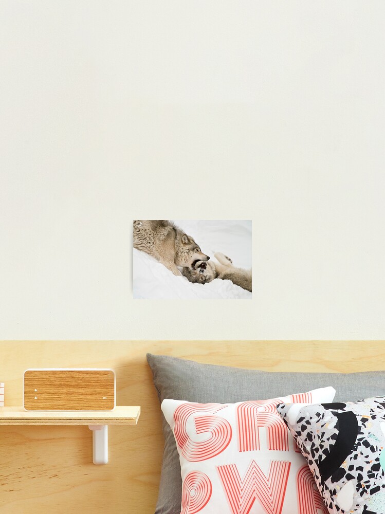 Thumbnail 2 of 3, Photographic Print, Timber Wolves designed and sold by WolvesOnly.