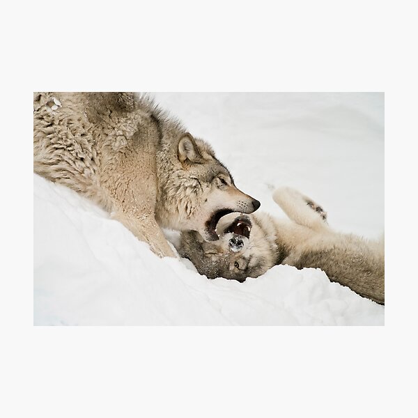 Photographic Print