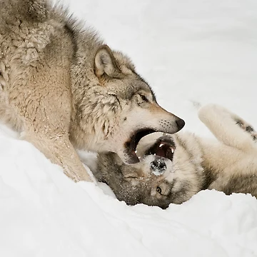 Artwork thumbnail, Timber Wolves by WolvesOnly