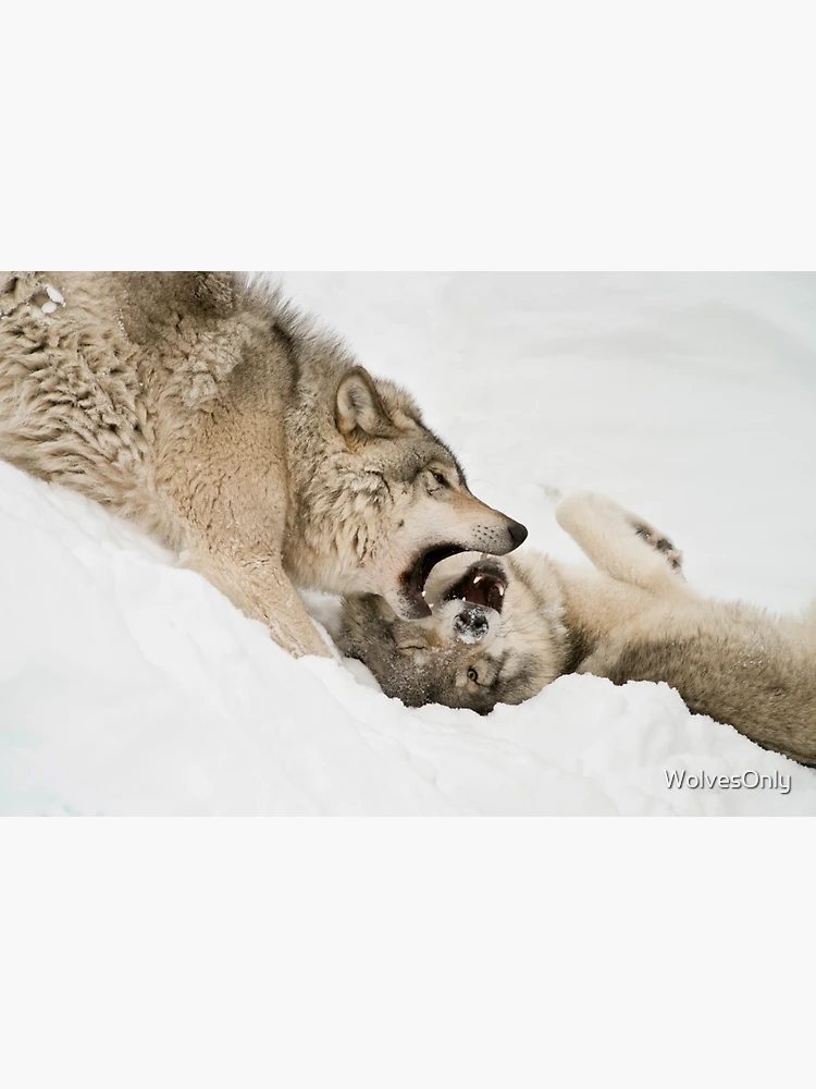 Thumbnail 3 of 3, Magnet, Timber Wolves designed and sold by WolvesOnly.