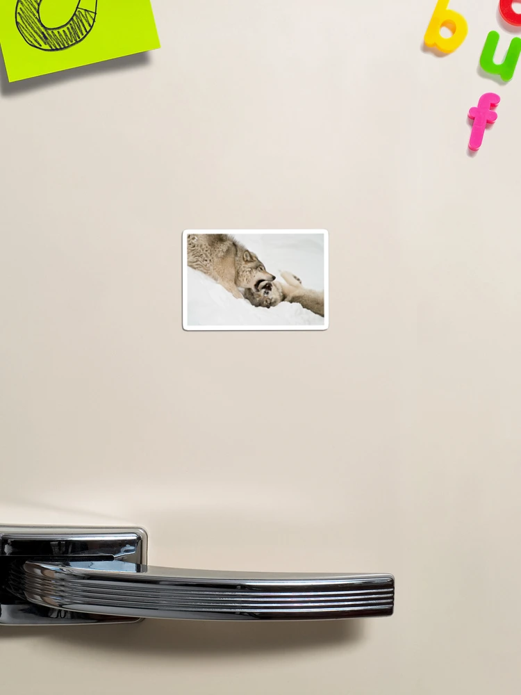 Thumbnail 1 of 3, Magnet, Timber Wolves designed and sold by WolvesOnly.