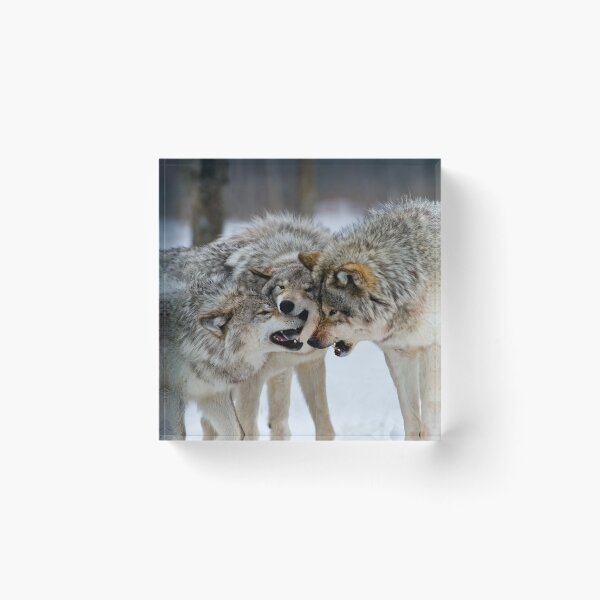 Item preview, Timber Wolves designed and sold by WolvesOnly.