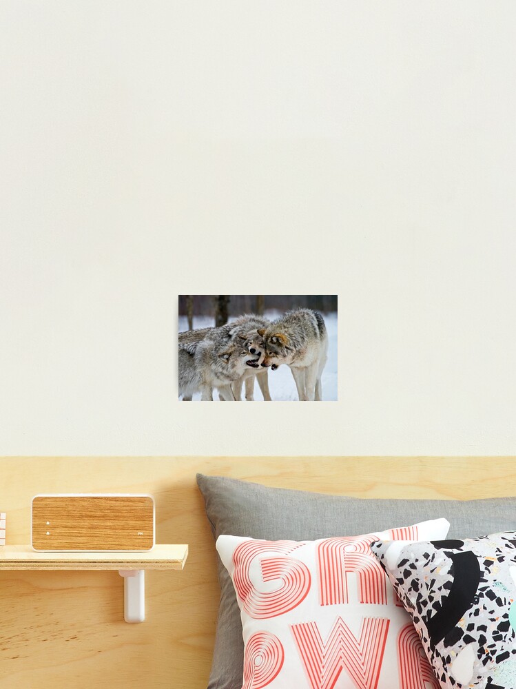 Thumbnail 2 of 3, Photographic Print, Timber Wolves designed and sold by WolvesOnly.