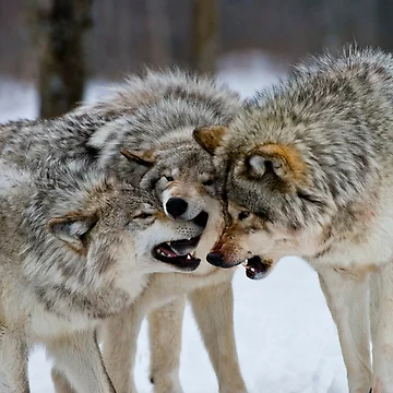 Imagen de la obra Timber Wolves de WolvesOnly