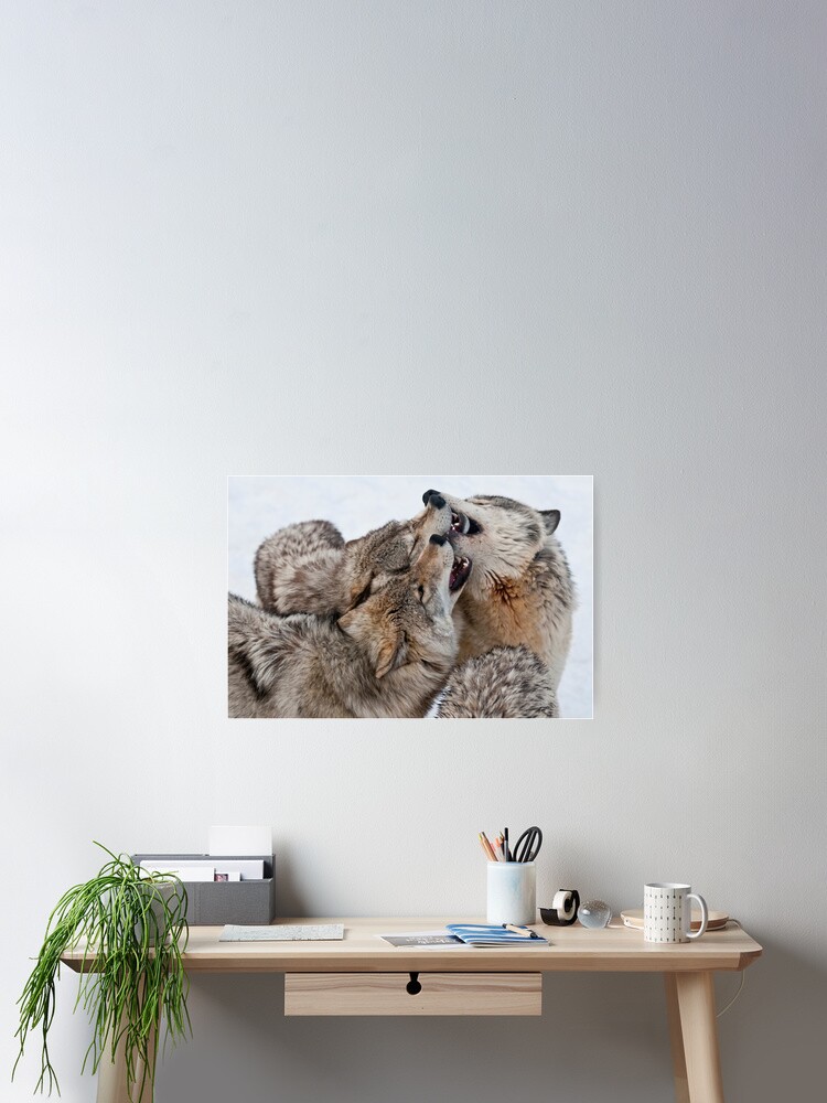 Thumbnail 2 of 3, Poster, Timber Wolves designed and sold by WolvesOnly.