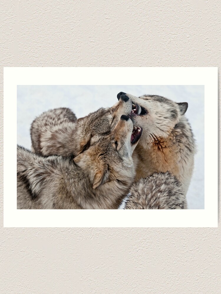 Thumbnail 1 of 3, Art Print, Timber Wolves designed and sold by WolvesOnly.