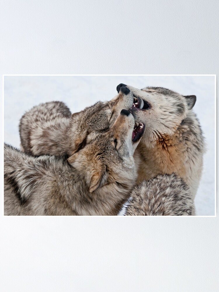 Thumbnail 1 of 3, Poster, Timber Wolves designed and sold by WolvesOnly.