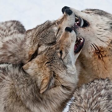 Artwork thumbnail, Timber Wolves by WolvesOnly