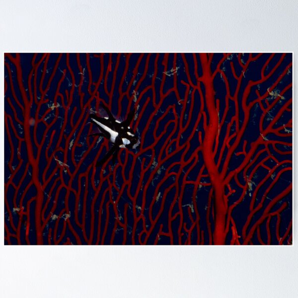 Item preview, Midnight Snapper on Sea Fan designed and sold by Mark Rosenstein.