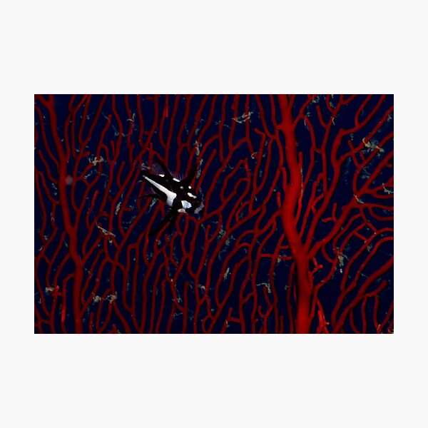 Item preview, Midnight Snapper on Sea Fan designed and sold by Mark Rosenstein.