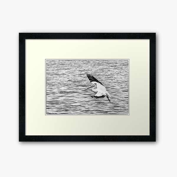 Item preview, Landing Pelican in Black and White designed and sold by Thomasyoung.
