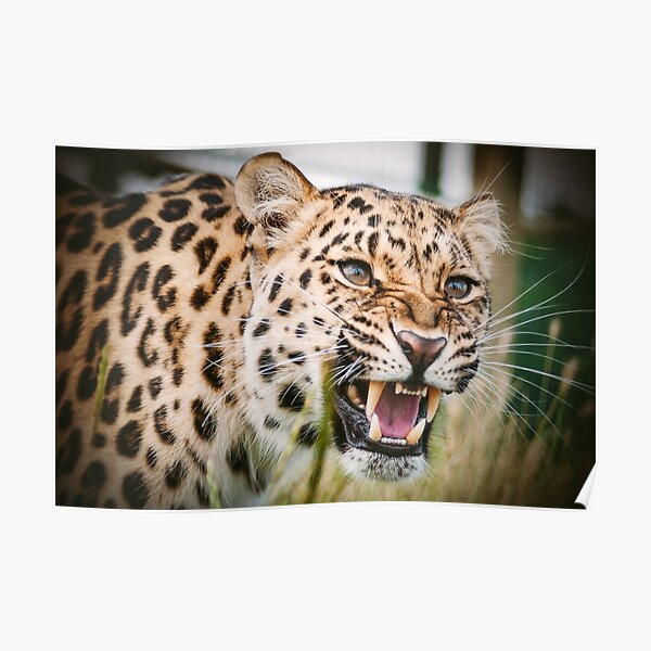 Classic Big Cat Leopard Poster