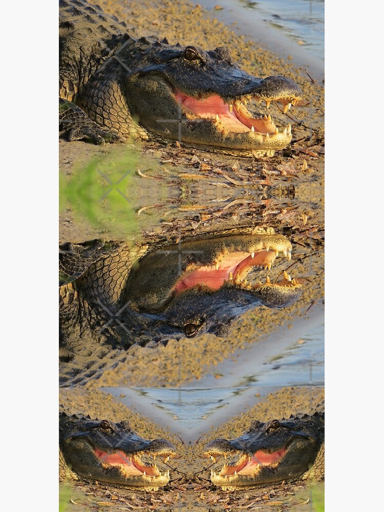 Florida gator by ZinaStromberg