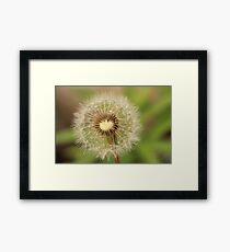Delicate Dandelion Framed Print